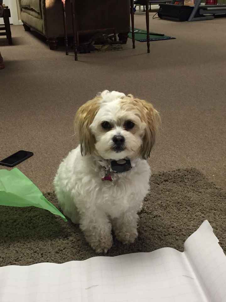 Show off your fur babies!