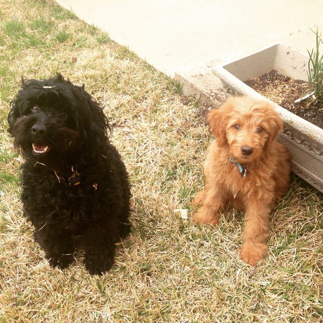 NWR Happy Fursday! Show me your fur babies!