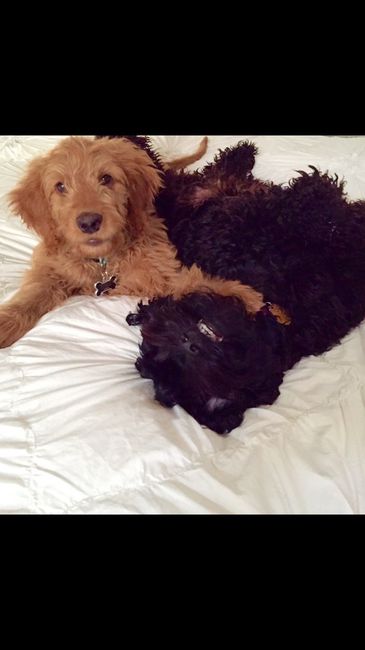 NWR - Dog Mommas: Convince me Otherwise!