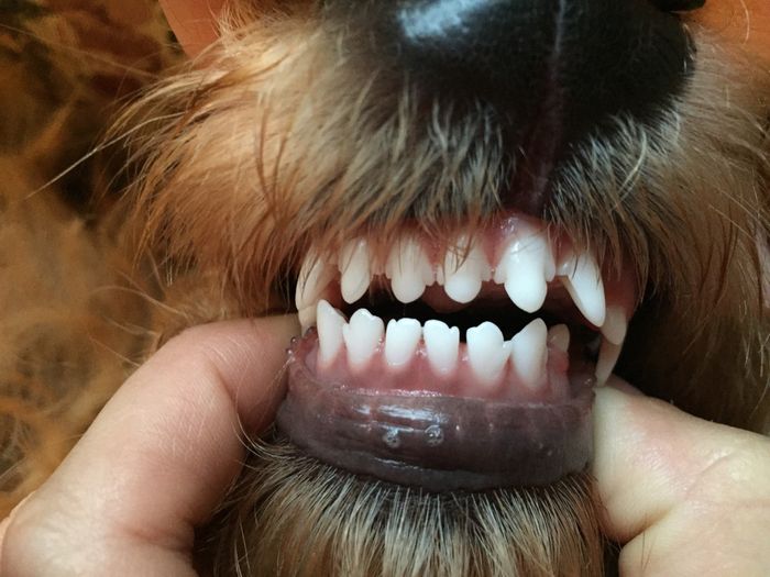NWR: puppy teething help