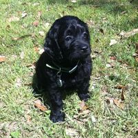 NWR: Happy Furry Fursday, let's see them fur babies!