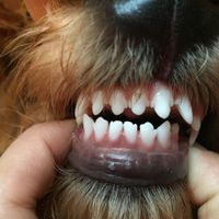 NWR: puppy teething help