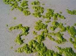 Destin, Florida NWR????