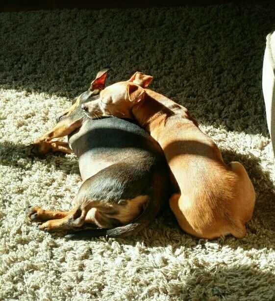 NWR:. Just wanted to share the Sunshine. Caution:Extreme cuteness enclosed.