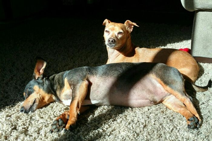 NWR:. Just wanted to share the Sunshine. Caution:Extreme cuteness enclosed.
