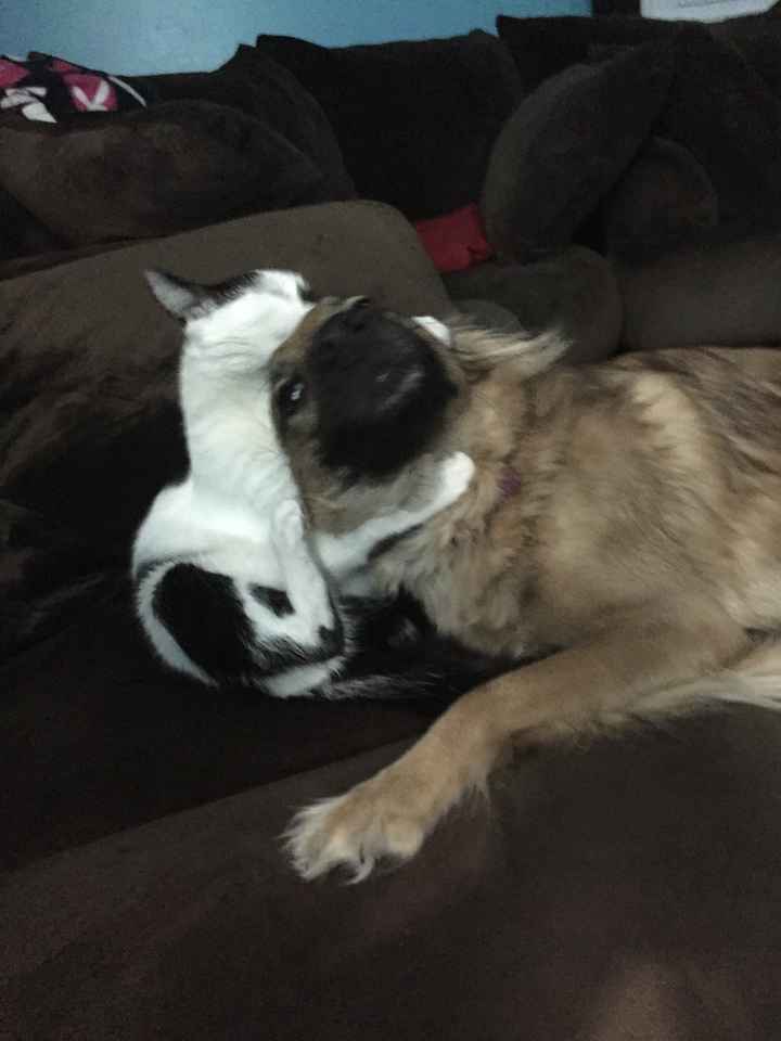 NWR: Pics of your pets :)