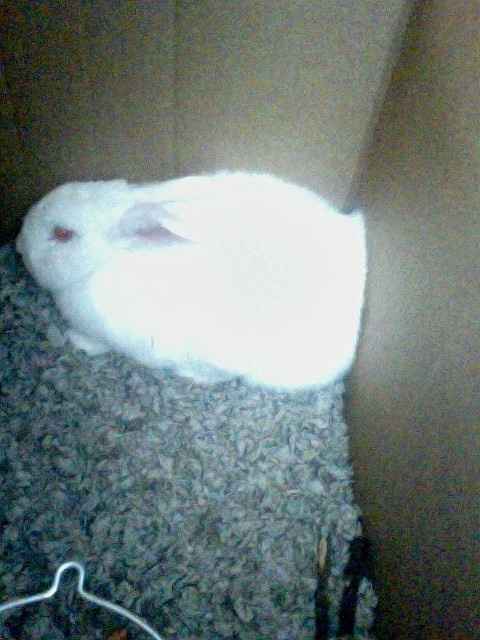 Got my white rabbit :)