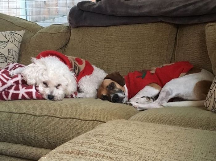 Let me see those fur babies!