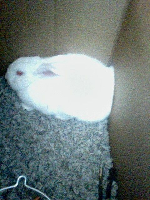 Got my white rabbit :)