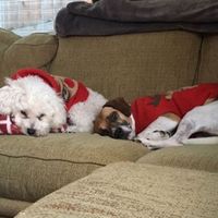 Let me see those fur babies!