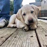 Let me see those fur babies!