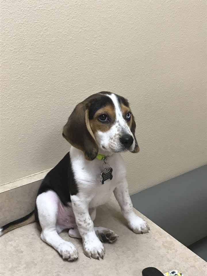 NWR trying to think of puppy names