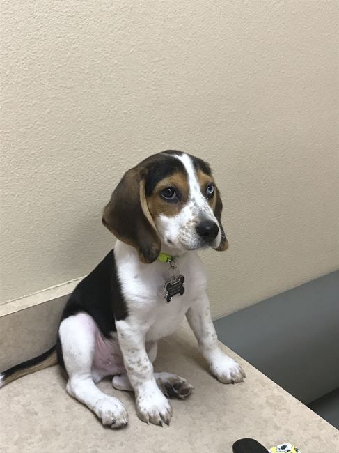 NWR trying to think of puppy names