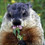 Ground Grizzley