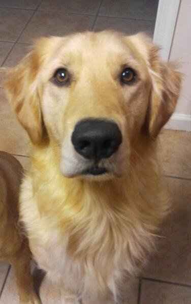 Furbabies then and now