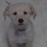 Furbabies then and now