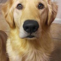 Furbabies then and now