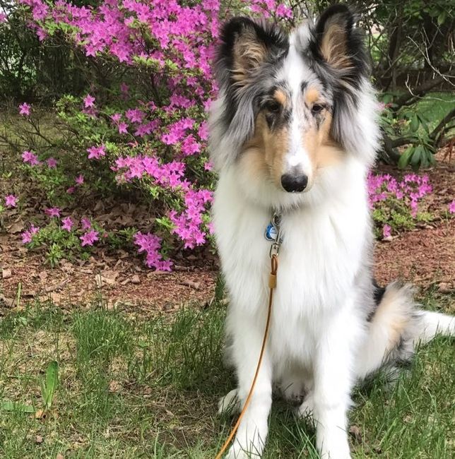 Show me your fur babies!