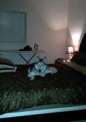 Show us your pets!