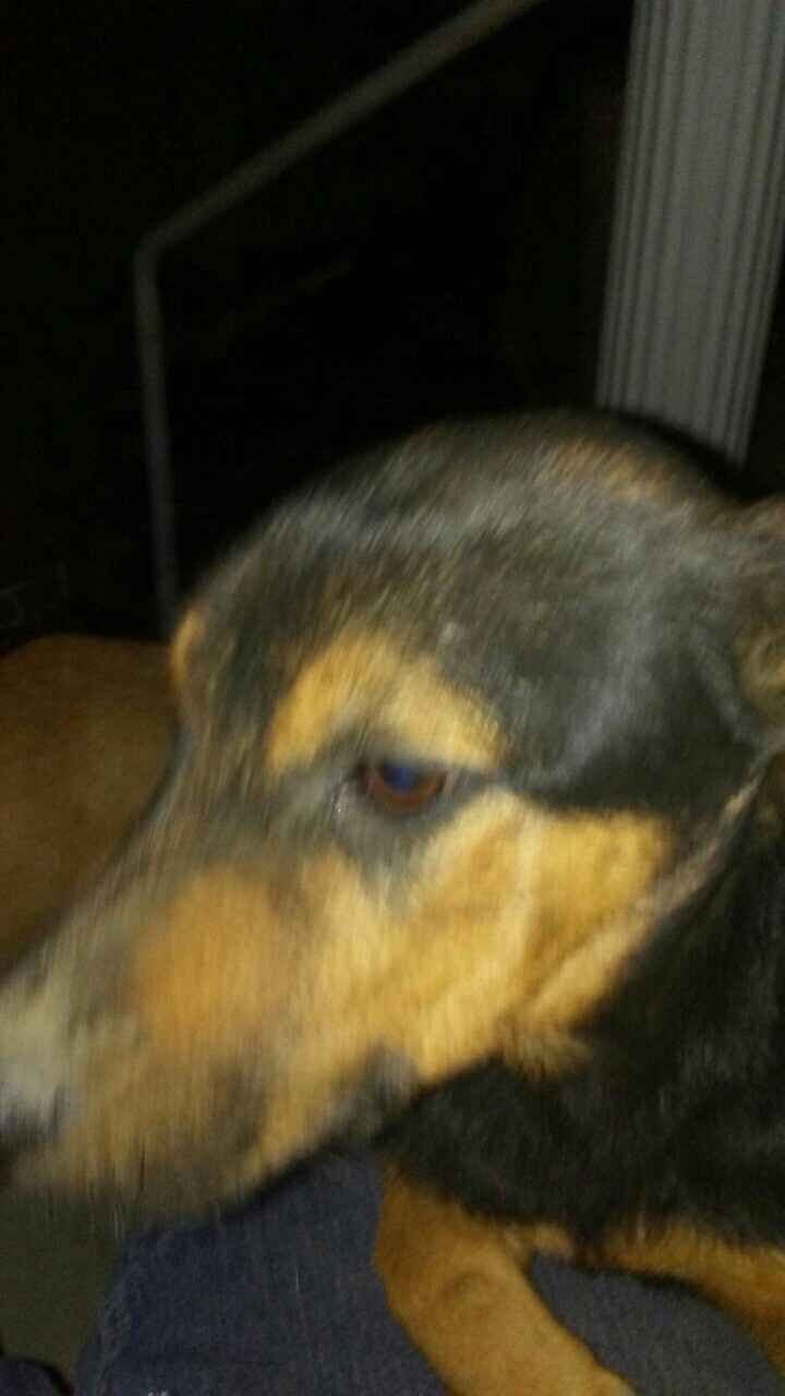 Just ordered my dogs first birthday cake! NWR