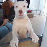 What are you doing with your dog the day of your wedding??