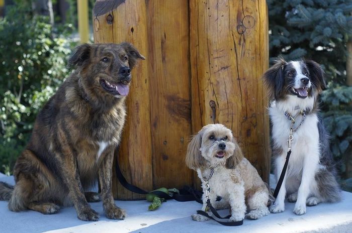 It is national dog day!