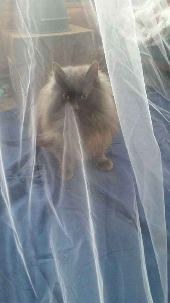 I'm making my own veil! - 1