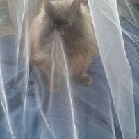 I'm making my own veil! - 1