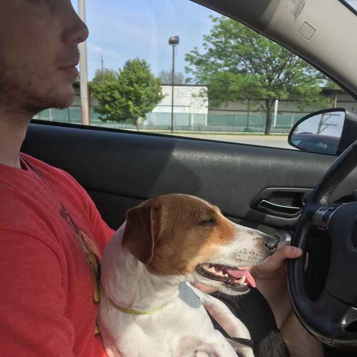 The dog