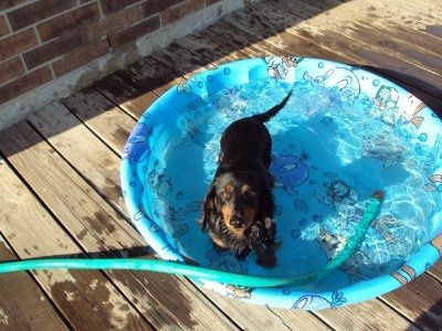 Furbabies!!! Lets show them off!
