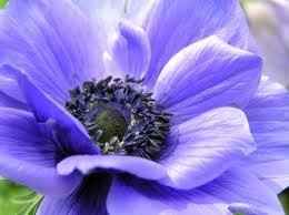 Can I see your flowers?