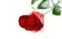 WR: Anyone heard of/seen/plan on doing a rose ceremony?