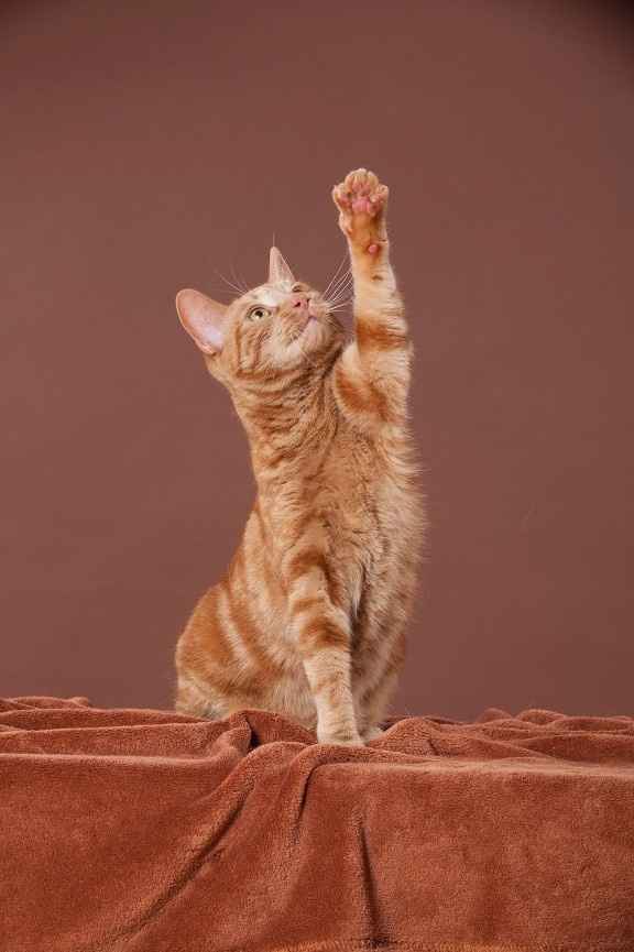 NWR: post pics of your pets!!