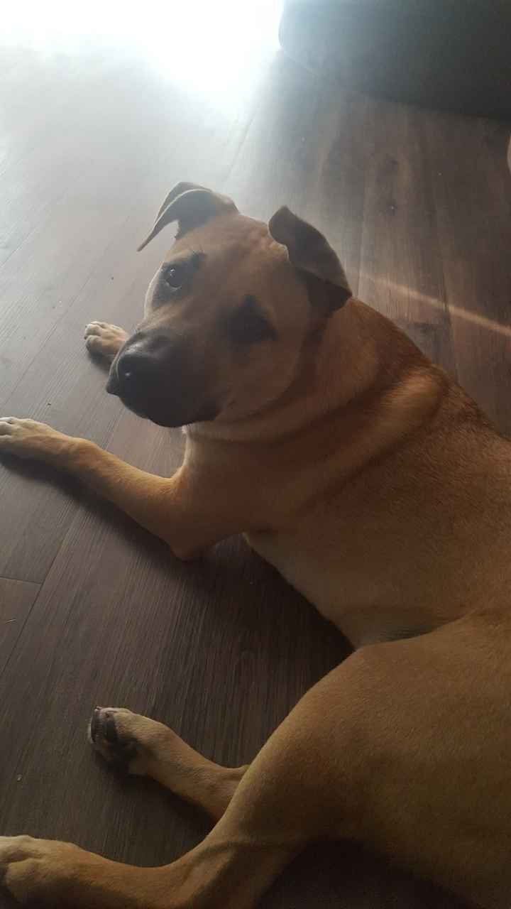 NWR:  Show me your fur babies!