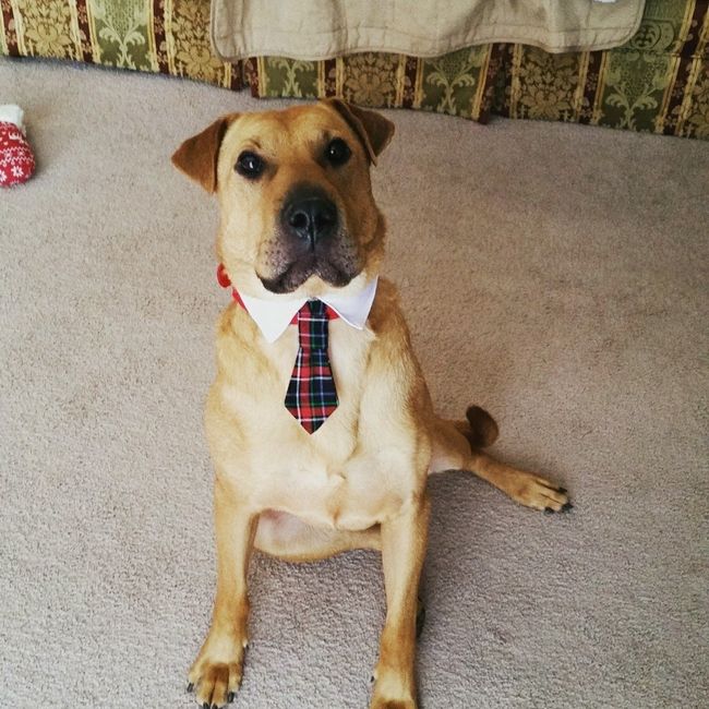 Furbaby pick me up