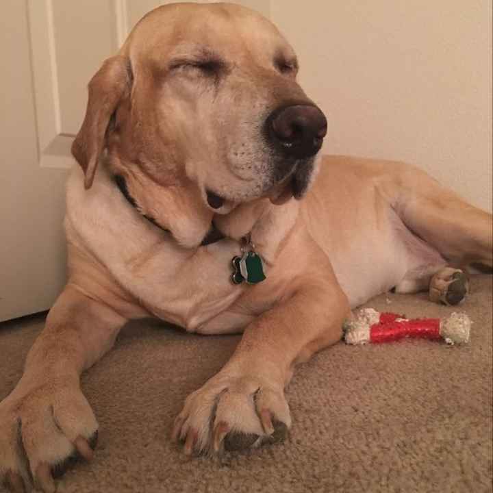 Spinoff: Show us your rescues!