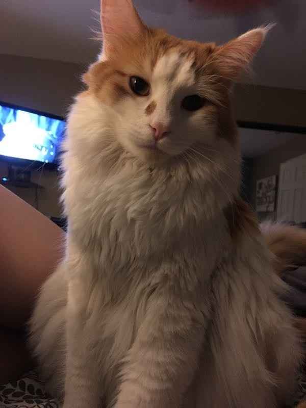 Show my your kitties!