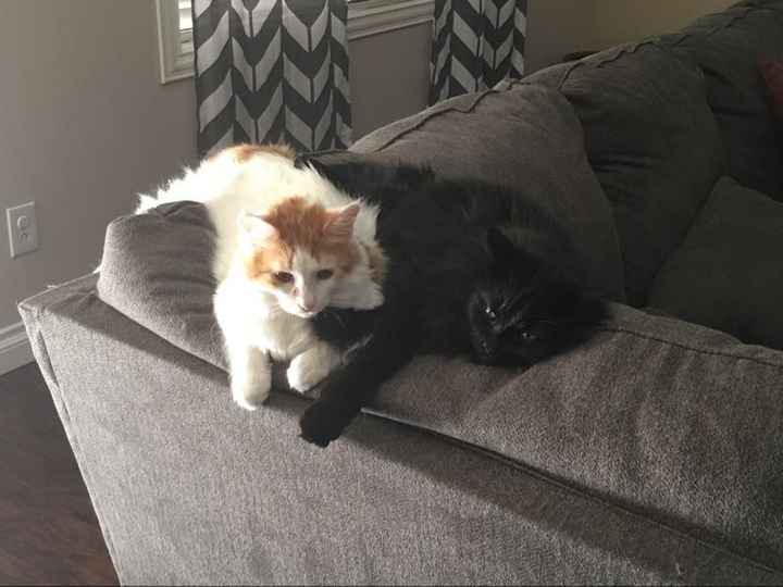Show my your kitties!