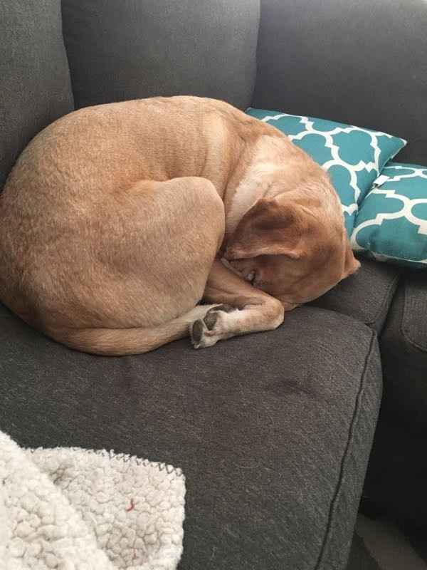 NWR- Furbaby Appreciation Post