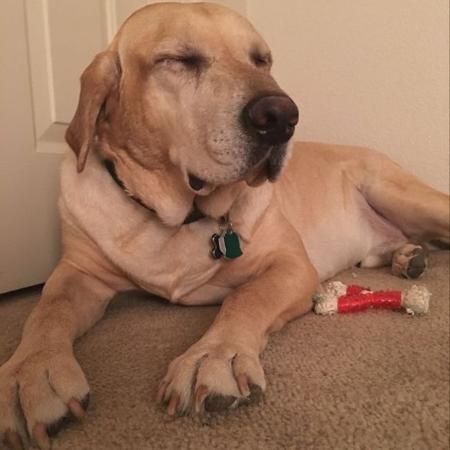 Spinoff: Show us your rescues!