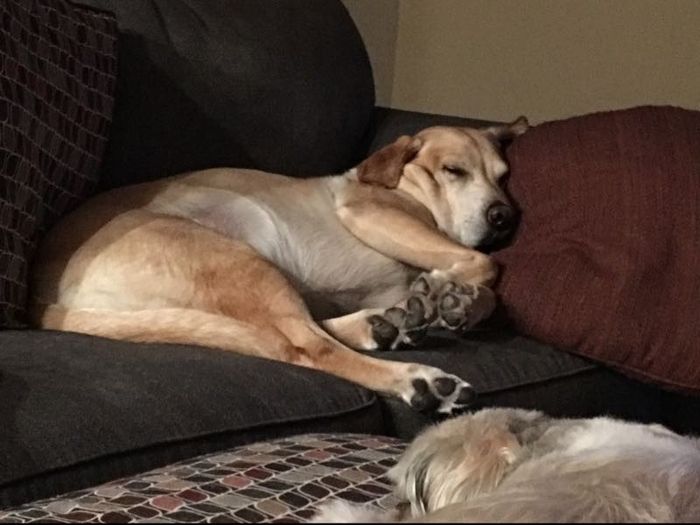 NWR: Furry Children