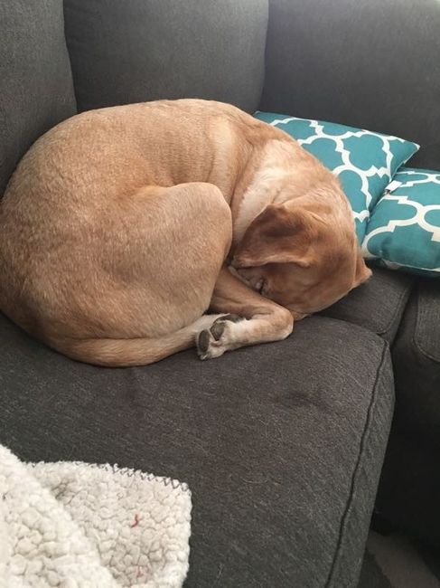 NWR- Furbaby Appreciation Post