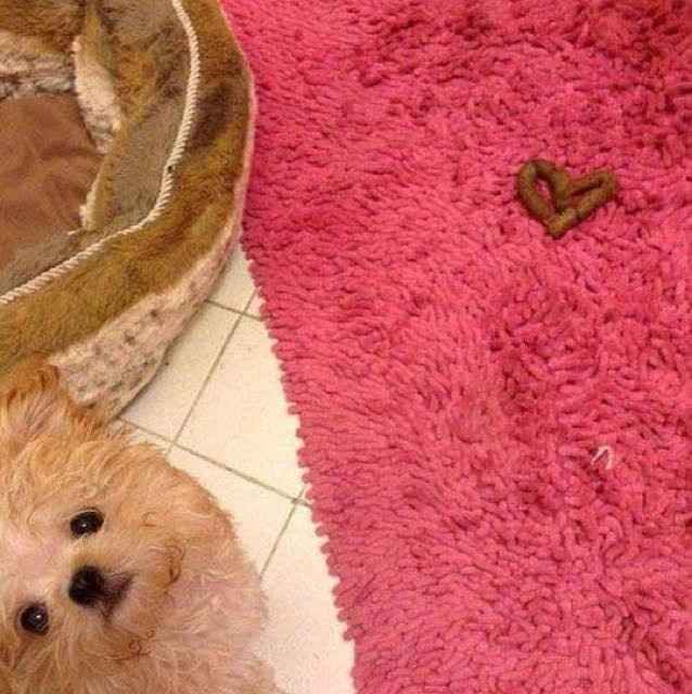 NWR: Memes & Cute Animal Pictures