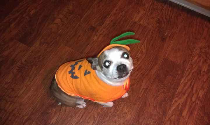 Show me your puppies!