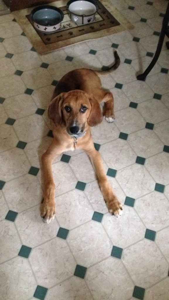 NWR: Fur baby thread!