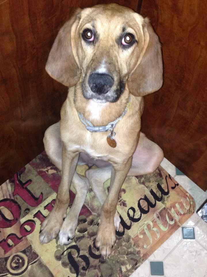 It's National Dog Day!