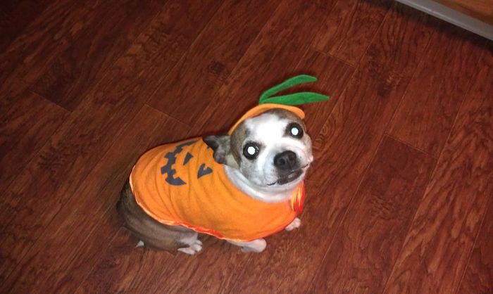 NWR: Pet Post