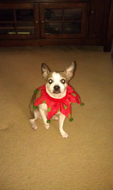 NWR: Pet Post