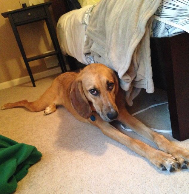 NWR Show me your furbabies
