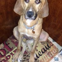 It's National Dog Day!